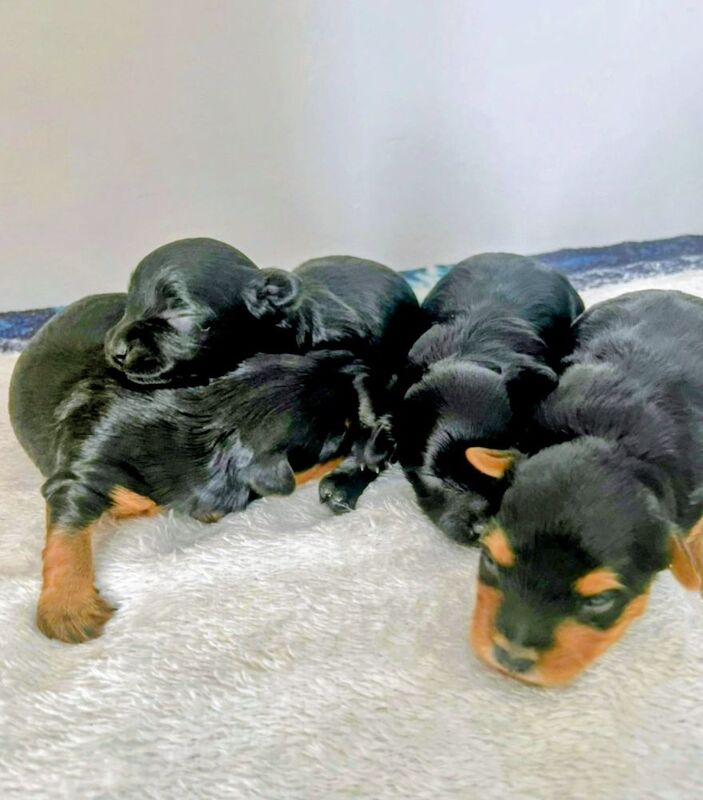 Yorkshire Terrier puppies for sale in Iver, Buckinghamshire – 4 weeks old - Image 6 of 11