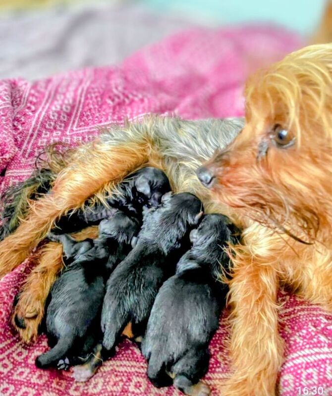 Yorkshire Terrier puppies for sale in Iver, Buckinghamshire – 4 weeks old - Image 7 of 11