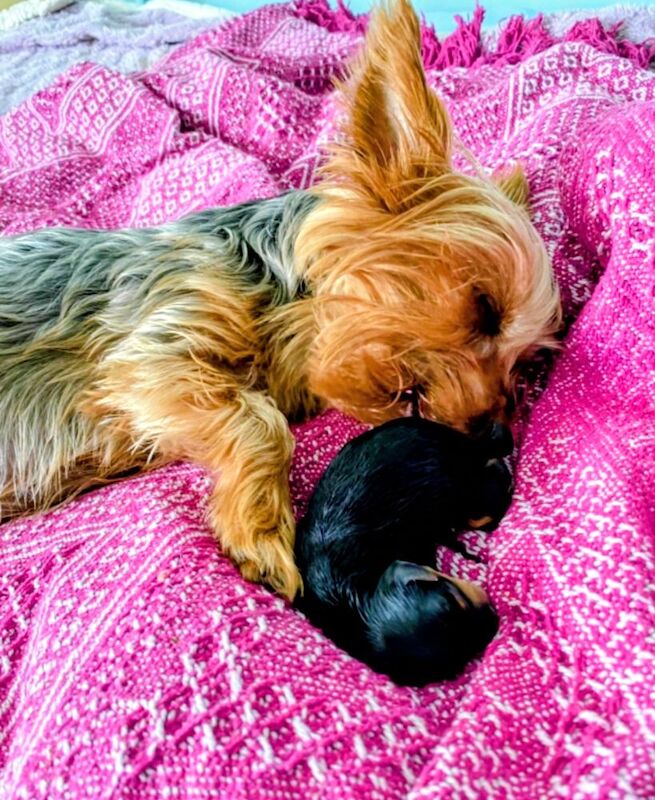 Yorkshire Terrier puppies for sale in Iver, Buckinghamshire – 4 weeks old - Image 8 of 11