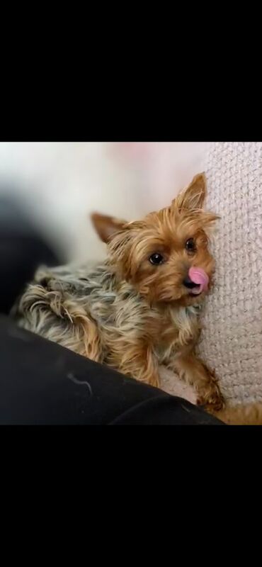 Yorkshire Terrier puppies for sale in Iver, Buckinghamshire – 4 weeks old - Image 9 of 11