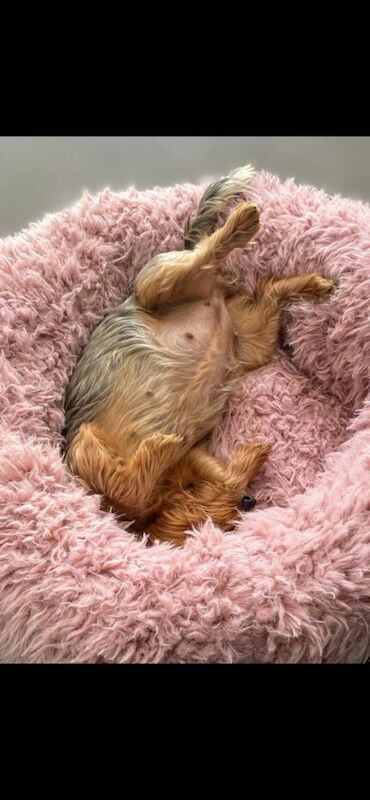 Yorkshire Terrier puppies for sale in Iver, Buckinghamshire – 4 weeks old - Image 10 of 11
