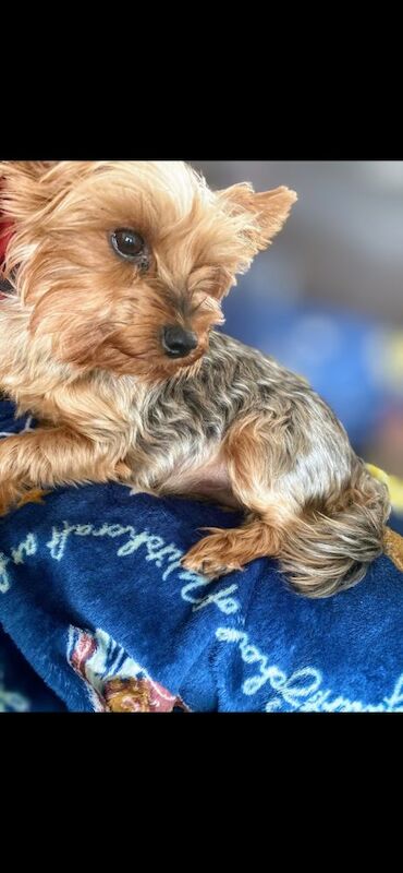 Yorkshire Terrier puppies for sale in Iver, Buckinghamshire – 4 weeks old - Image 11 of 11