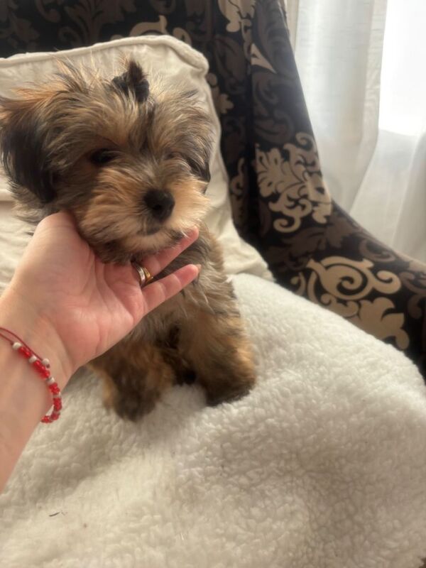 Georgeus Yorki boy for sale