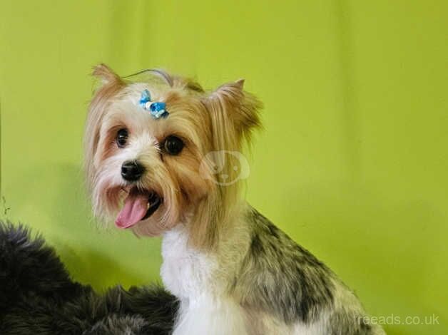 Girl Blueberry Yorkshire Terrier For Sale in Leicester, Leicestershire ...