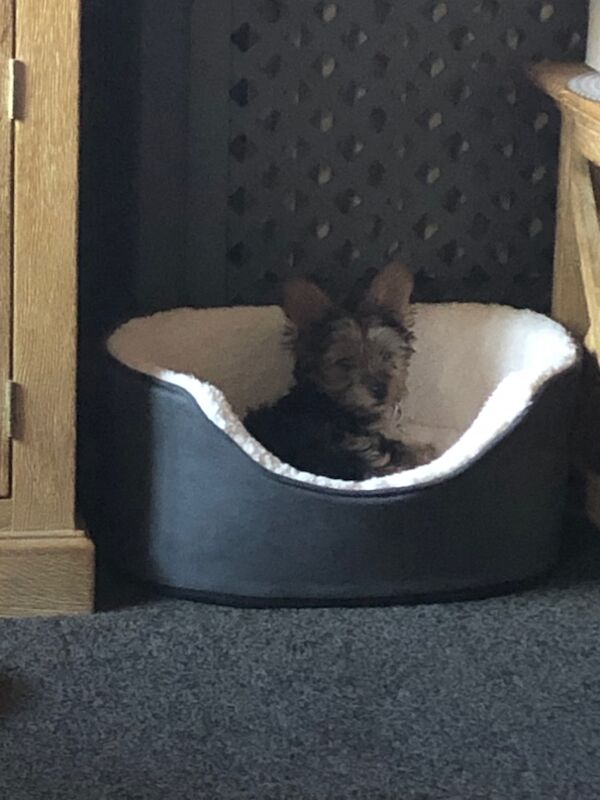 Girl yorkie for sale in Basildon, Essex - Image 1