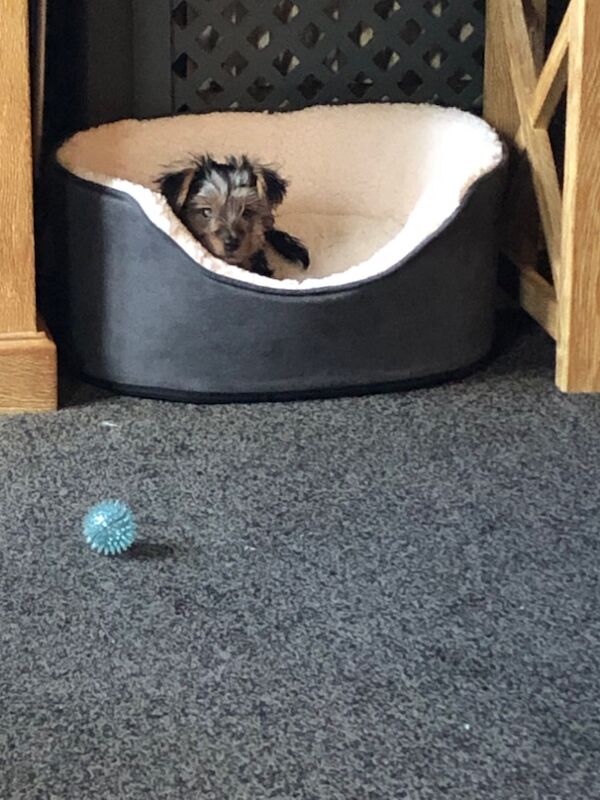 Girl yorkie for sale in Basildon, Essex - Image 2