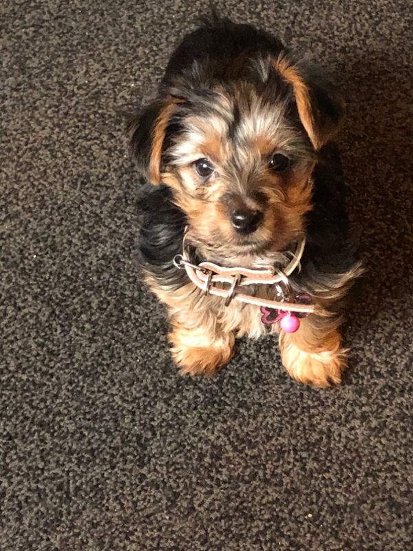 Girl yorkie for sale in Basildon, Essex - Image 3