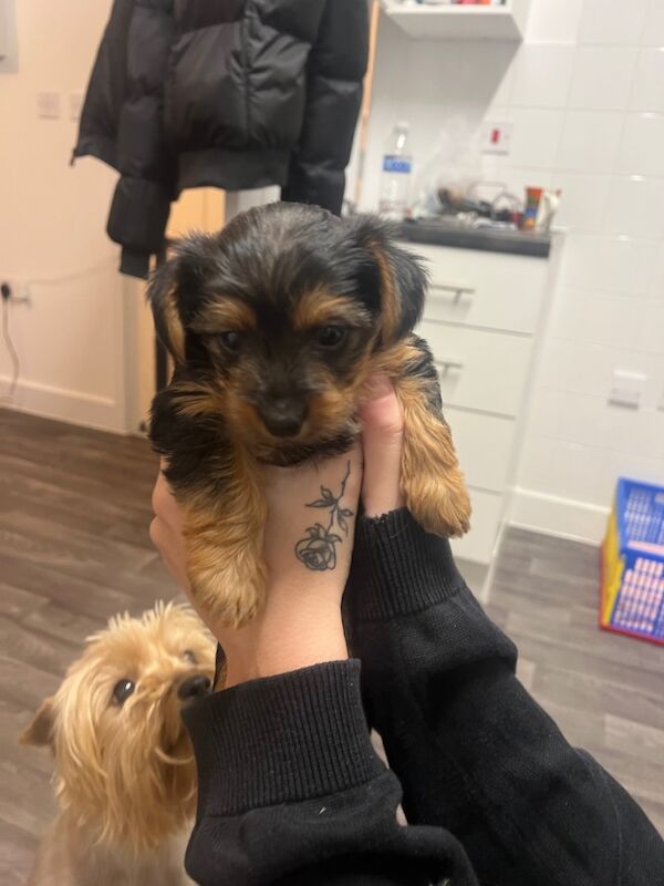 Girl Yorkshire terrier puppy for sale in Kelvedon, Essex | Image 2