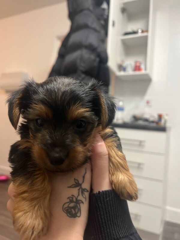Girl Yorkshire terrier puppy for sale in Kelvedon, Essex | Image 3