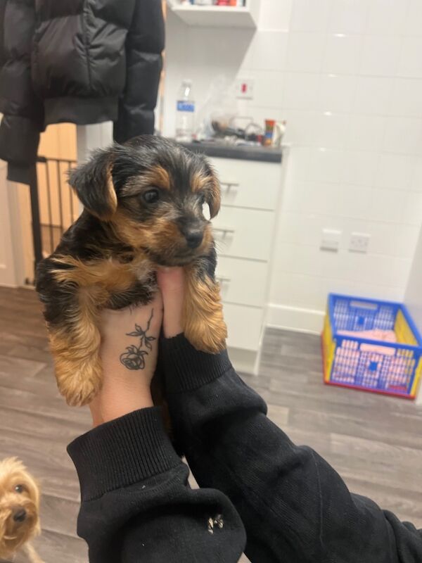 Girl Yorkshire terrier puppy for sale in Kelvedon, Essex | Image 4
