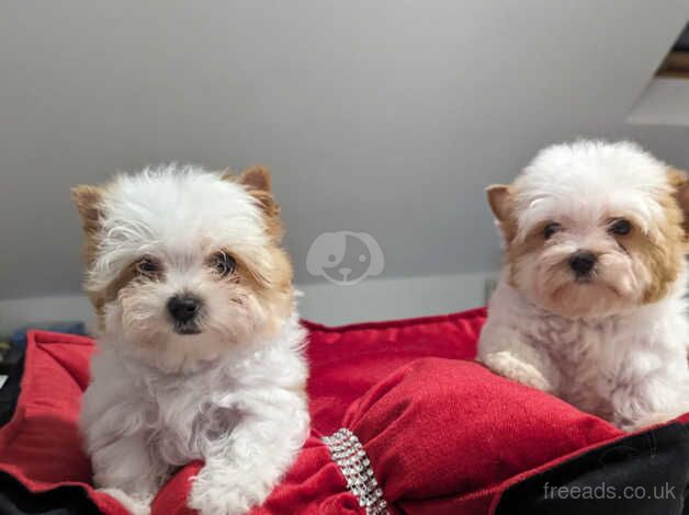 Golddust Yorkshire Terrier 2 girls ready in June for sale in Leeds, West Yorkshire - Image 1