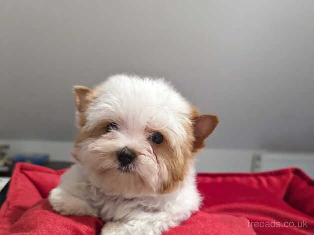 Golddust Yorkshire Terrier 2 girls ready in June for sale in Leeds, West Yorkshire - Image 3