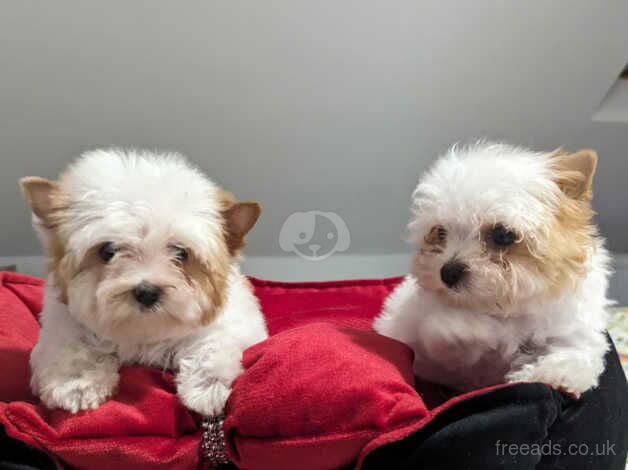 Golddust Yorkshire Terrier 2 girls ready in June for sale in Leeds, West Yorkshire - Image 4