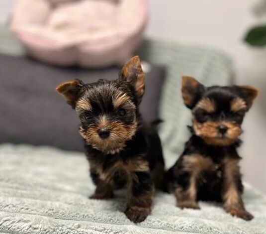 Gorgeous boys & girls Yorkshire Terriers for sale in Derby, Derbyshire