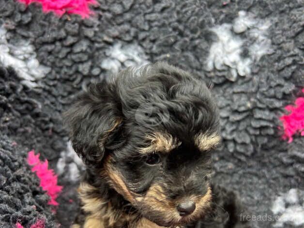 Gorgeous litter of yorkie-poo's for sale in Chelmsford, Essex