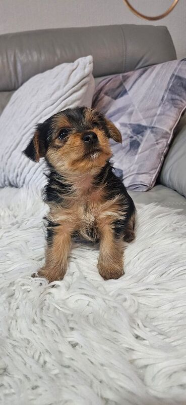 Gorgeous Yorkshire Terrier Puppies for sale in Stirling, Stirling and Falkirk