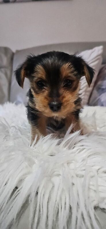 Yorkshire Terrier puppies for sale in Stirling, Stirling And Falkirk – 9 months old - Image 2 of 3