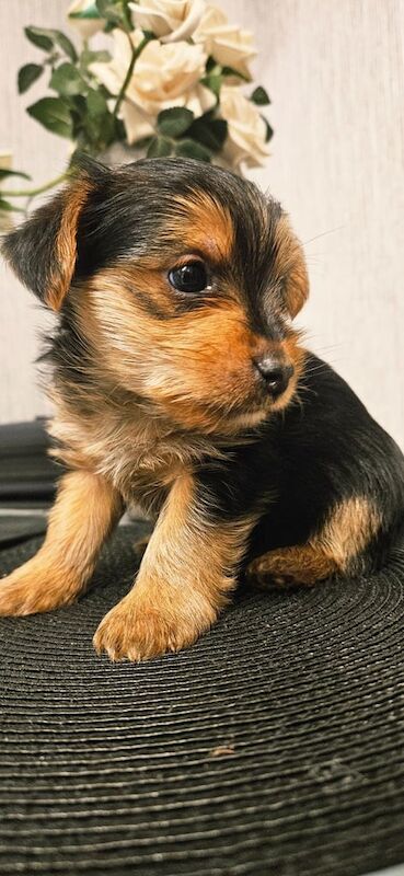 Yorkshire Terrier puppies for sale in Stirling, Stirling And Falkirk – 9 months old - Image 3 of 3