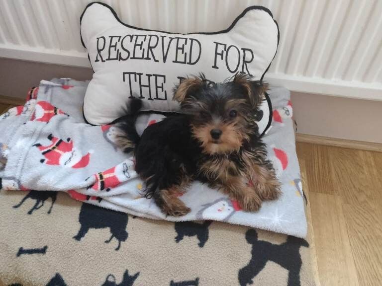 Gorgeous Yorkshire Terrier puppies - Image 4 of 5