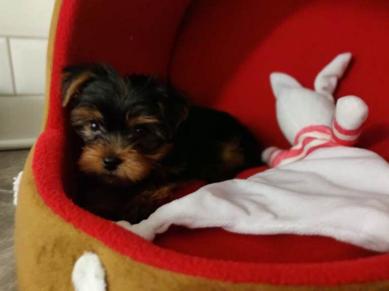 Gorgeous Yorkshire Terrier puppies - Image 5 of 5