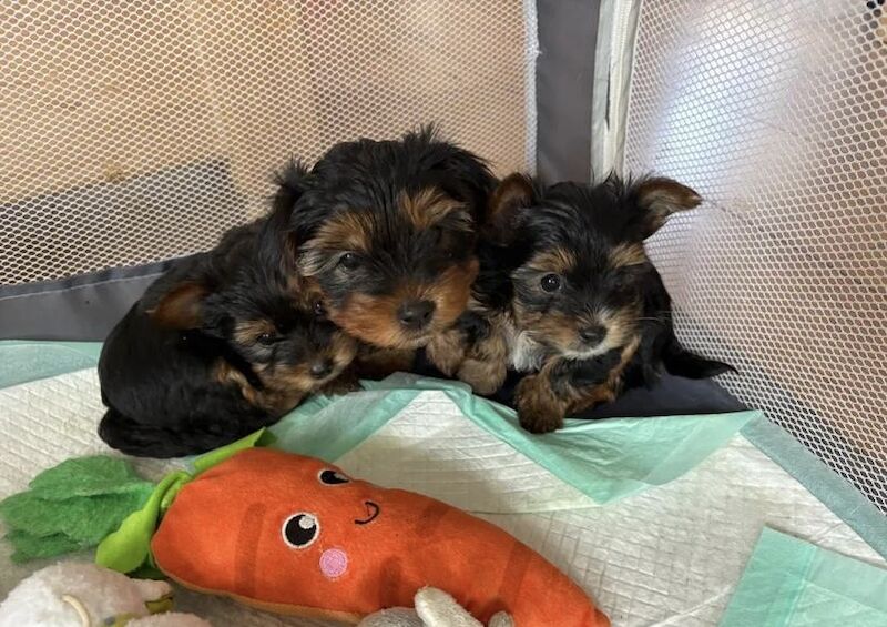 Yorkshire Terrier puppies for sale in Birmingham, West Midlands – 7 weeks old - Image 2 of 3
