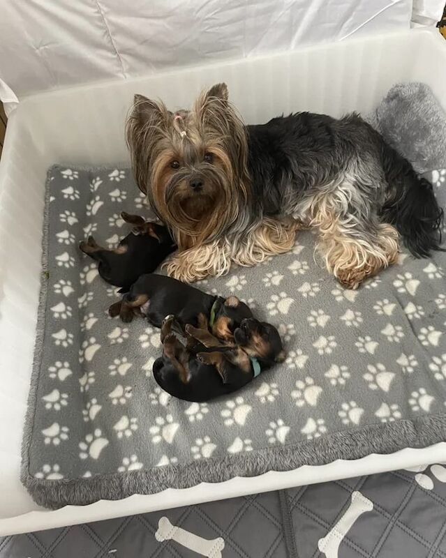 Yorkshire Terrier puppies for sale in Birmingham, West Midlands – 7 weeks old - Image 3 of 3