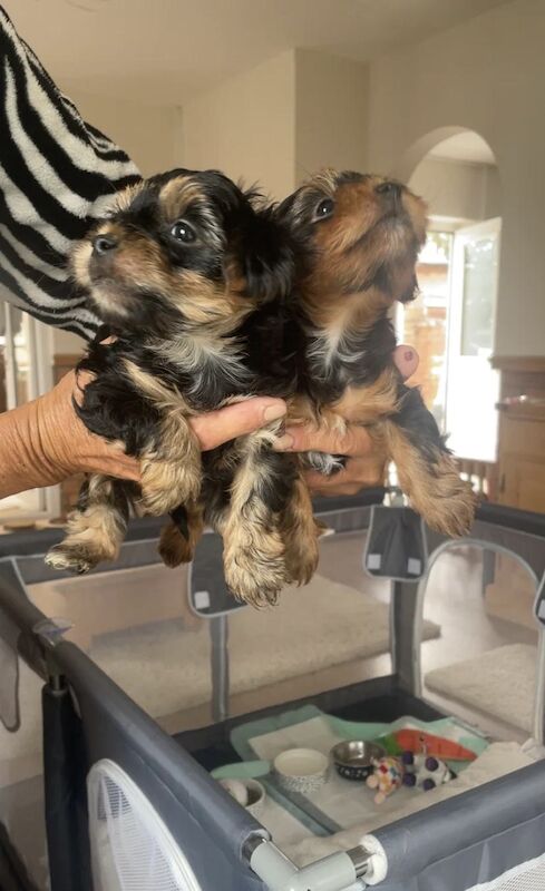 Yorkshire Terrier puppies for sale in Derby, Derbyshire – KC registered, 7 weeks old - Image 3 of 3