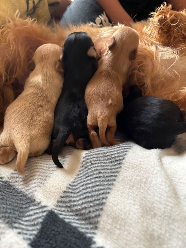 Yorkshire Terrier puppies for sale in Strathaven, Lanarkshire – 5 weeks old