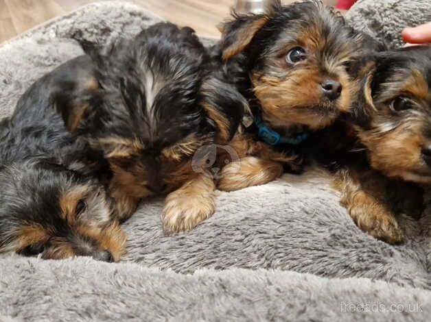 GORGEROUS YORKSHIRE TERRIER PUPS for sale in Crewe, Cheshire