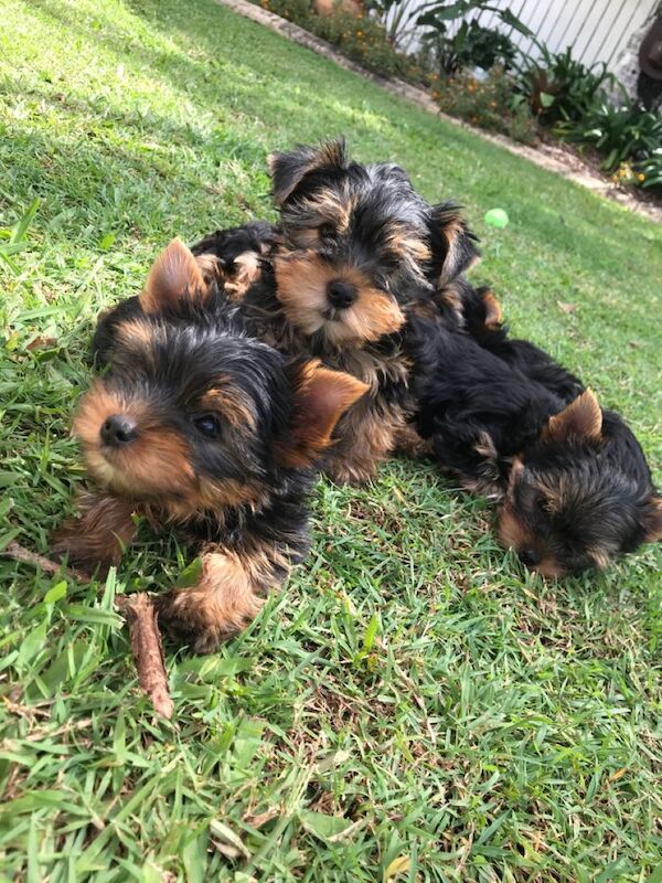 Health Tested KC Yorkshire Terrier Pups for sale in Leeds, West Yorkshire