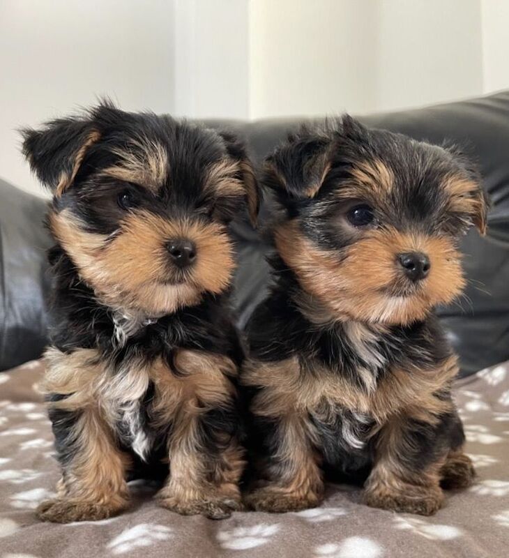 Health Tested KC Yorkshire Terrier Pups for sale in Leeds, West Yorkshire | Image 2