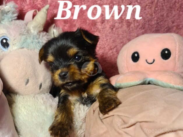 Health tested vaccinated quality Yorkshire terrier puppies for sale in Batley, West Yorkshire