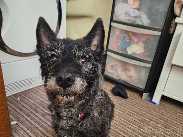 Hi my name is Stewie, I'm a adorable loveable 12 yr old black Yorkshire Terrier for sale in Narberth Bridge, Pembrokeshire
