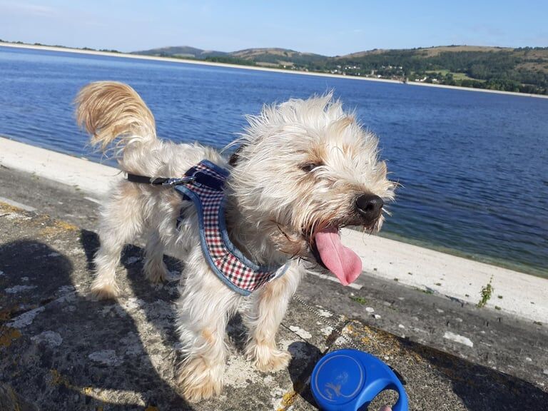 Yorkshire Terrier puppies for sale in Cheddar, Somerset – 2 years old - Image 4 of 5