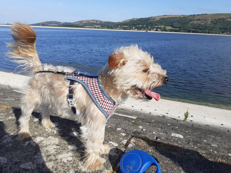Yorkshire Terrier puppies for sale in Cheddar, Somerset – 2 years old - Image 5 of 5