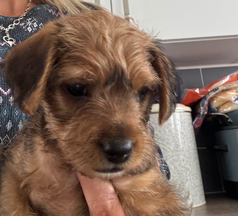 Yorkshire Terrier puppies for sale in York, North Yorkshire – 7 weeks old