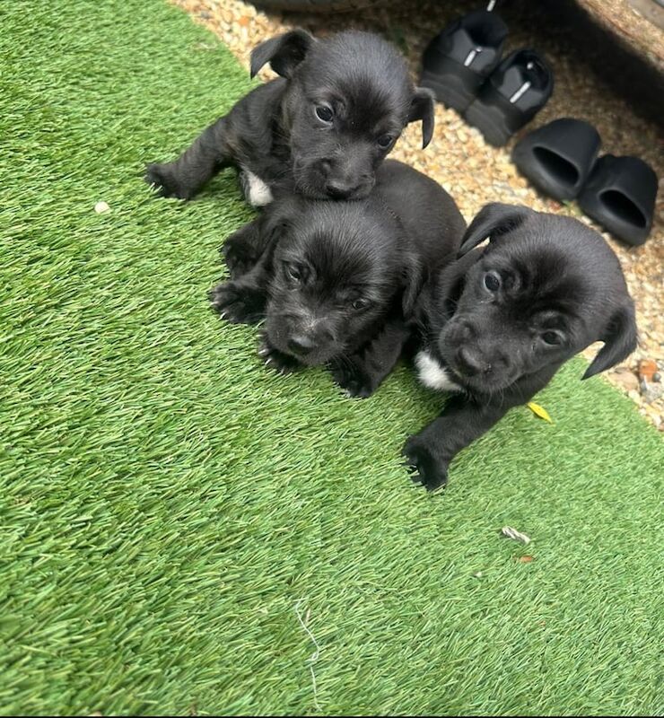Jorkie puppies for sale in Cambridge, Cambridgeshire