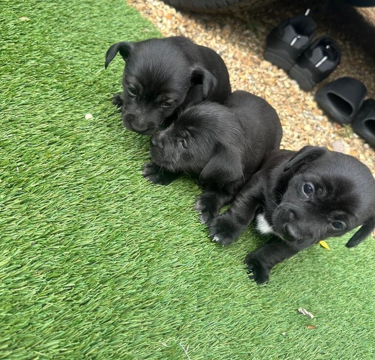Jorkie puppies for sale in Cambridge, Cambridgeshire | Image 2