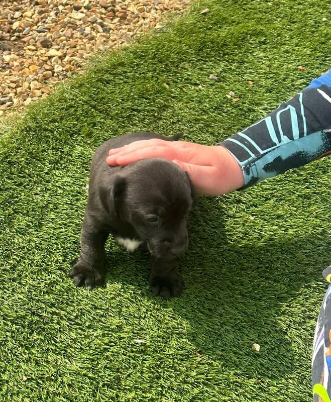 Jorkie puppies for sale in Cambridge, Cambridgeshire | Image 3