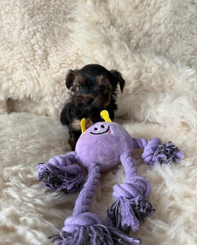 Yorkshire Terrier puppies for sale in Liverpool, Merseyside – KC registered, 6 weeks old