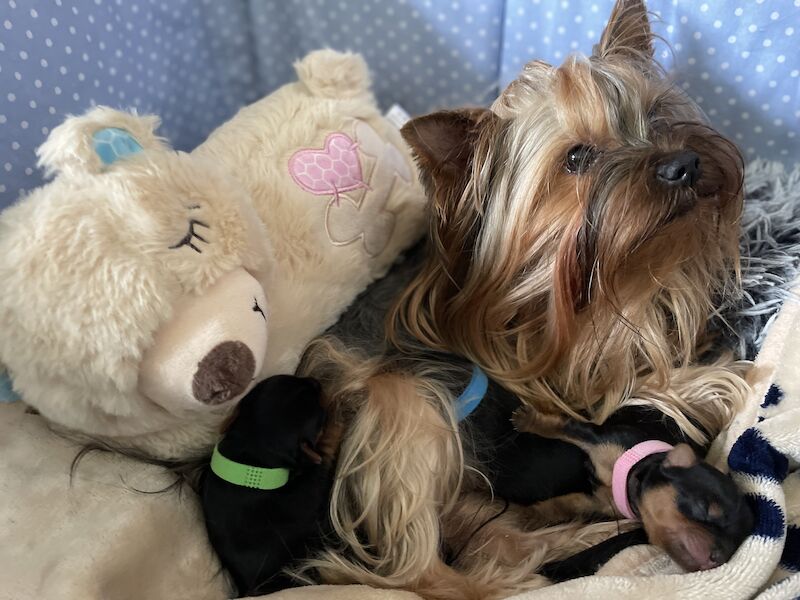 KC reg Yorkshire terrier puppies for best homes! for sale in Caterham Surrey 