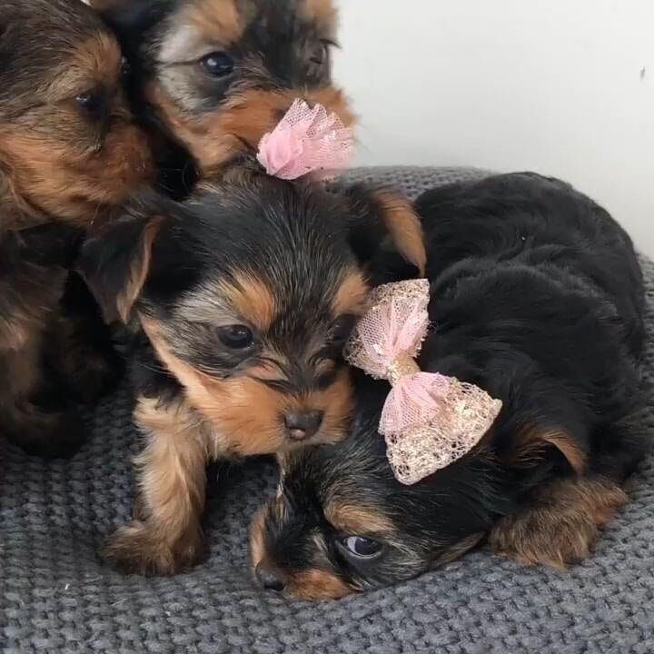 KC REGISTERED YOKSHIRE TERRIERS for sale in Birmingham, West Midlands