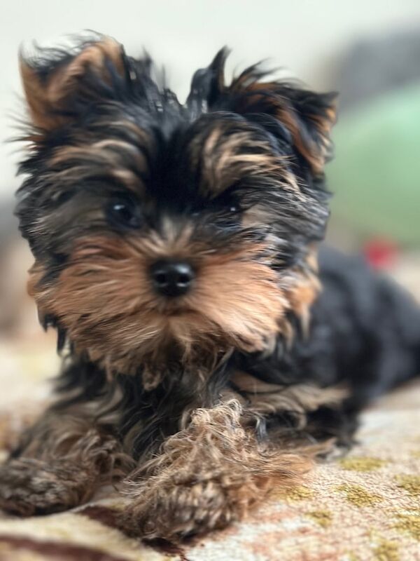 Yorkshire Terrier puppies for sale in Mitcham, London – 1 year old - Image 1 of 3