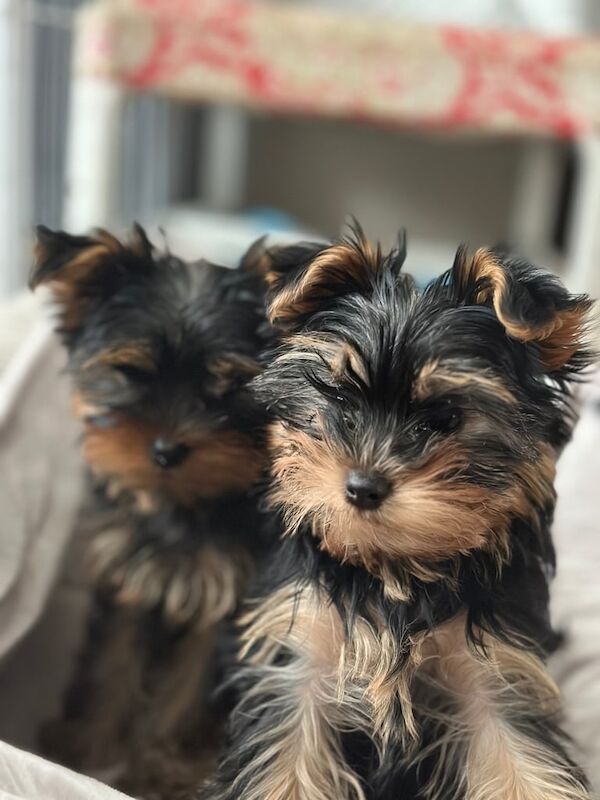Yorkshire Terrier puppies for sale in Mitcham, London – 1 year old - Image 2 of 3