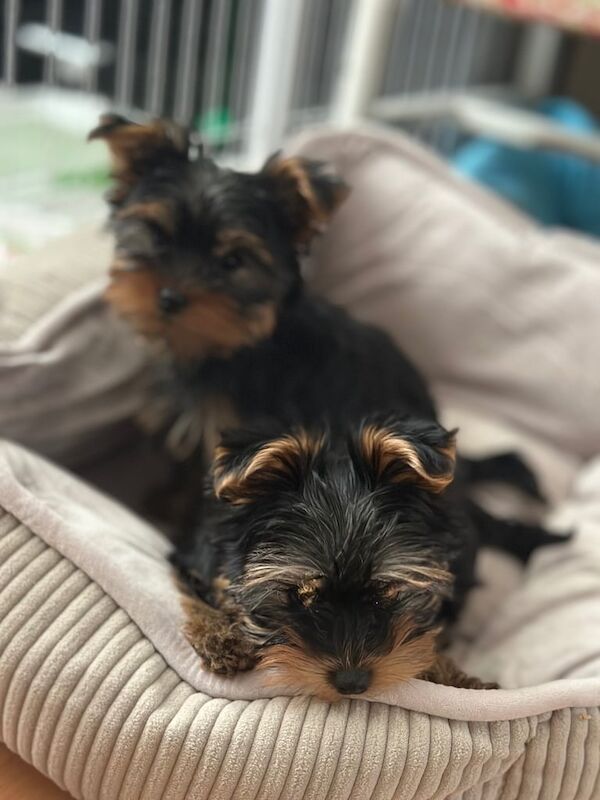 Yorkshire Terrier puppies for sale in Mitcham, London – 1 year old - Image 3 of 3