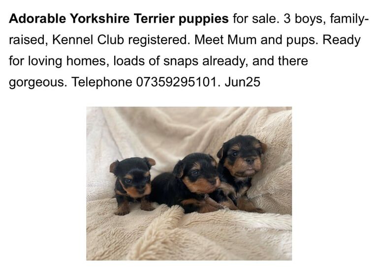 Kennel club registeredYorkshire puppies for sale in Market Harborough, Leicestershire