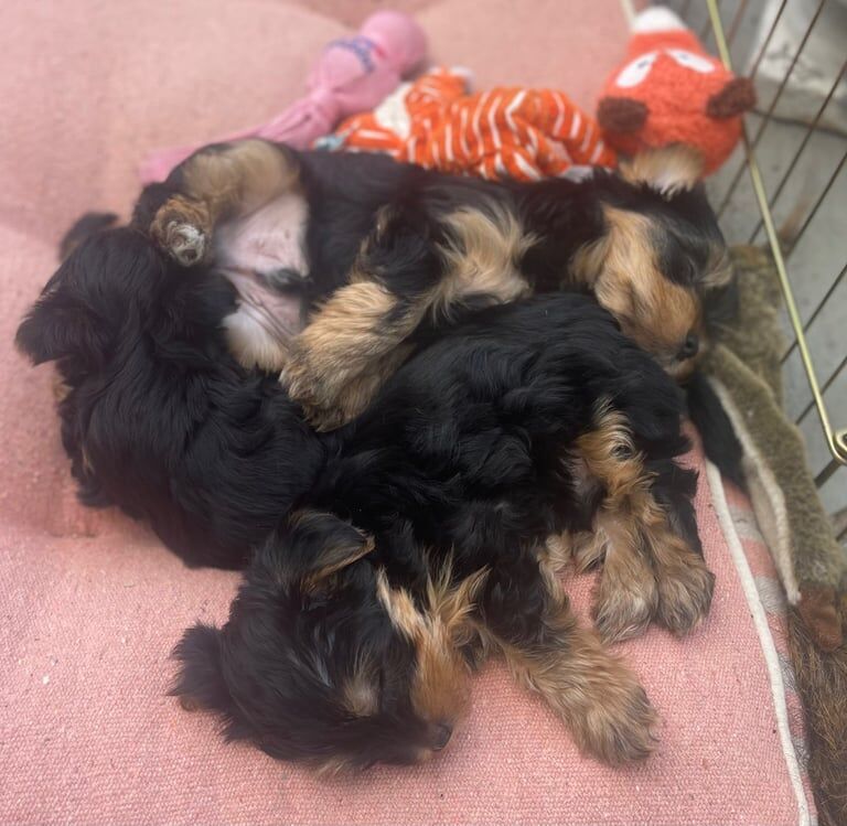 Kennel club registeredYorkshire puppies for sale in Market Harborough, Leicestershire | Image 2