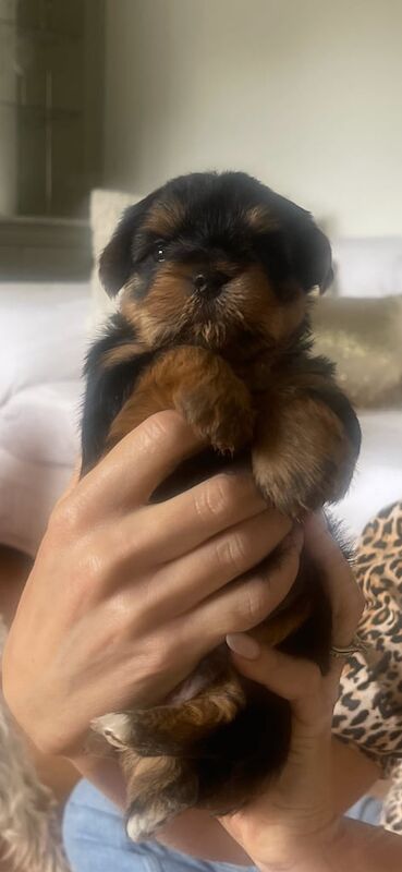 Kennel club registeredYorkshire puppies for sale in Market Harborough, Leicestershire | Image 3