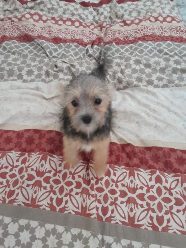 Last black and tan female yorkie available toy for sale in Telford, Shropshire