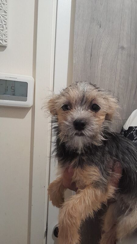 Last black and tan female yorkie available toy for sale in Telford, Shropshire - Image 2
